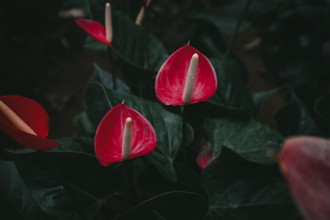 Anthurium in vaso con foglie verdi lucide, ideale per la cura domestica delle piante.