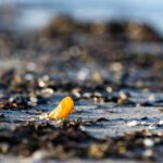 Bottarga con muffa rimossa, unta con olio e pronta per la conservazione in frigo.