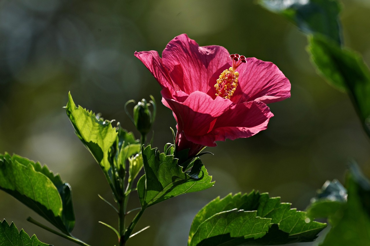 Potatura dell'ibisco: giardiniere al lavoro su una pianta fiorita in un giardino.