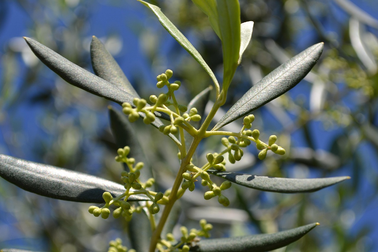 Ulivo carico di olive mature in un campo soleggiato, simbolo di una raccolta abbondante.